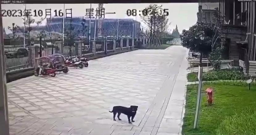 新澳门2025今晚开什么和7岁男孩遭3只犬撕咬与7岁男孩遭3只犬撕咬怎么办
